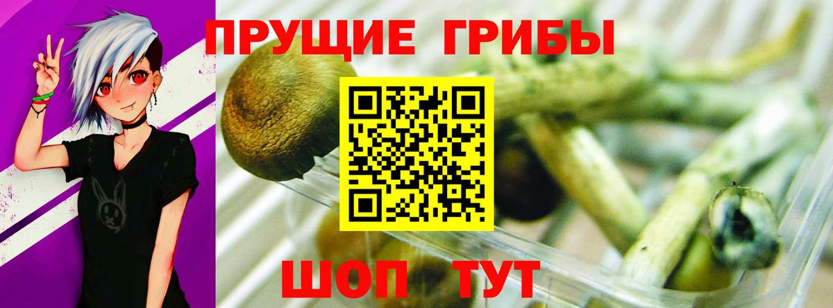 Галлюциногенные грибы прущие грибы Мичуринск